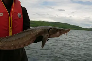Lake sturgeon (Batchawana B) 2