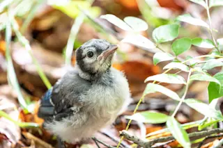baby bird - shutterstock 1750353191