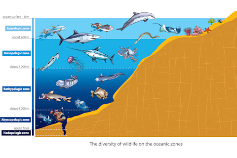 Oceanic zones