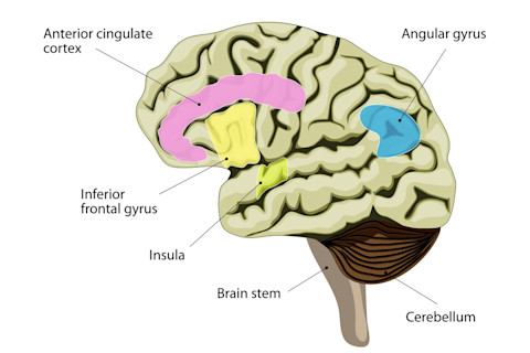 brain diagram -- shutterstock