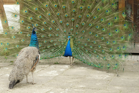 peacock and mate - shutterstock 435694648