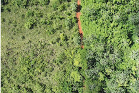 The treated area is to the right of the dirt road, the control area is to the left. (Credit: Tim Treuer)