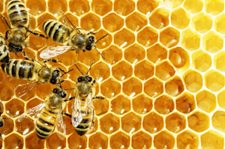 Honey bees