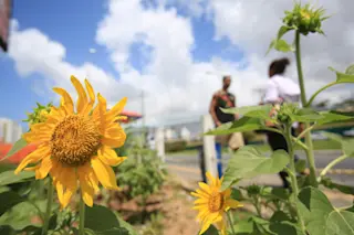 Sunflowers near a bus stop in Salvador, Brazil - shutterstock 1568684836 (1)