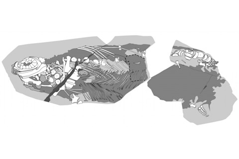 Ichthyosaur illustration (Credit: Johan Lindgren)