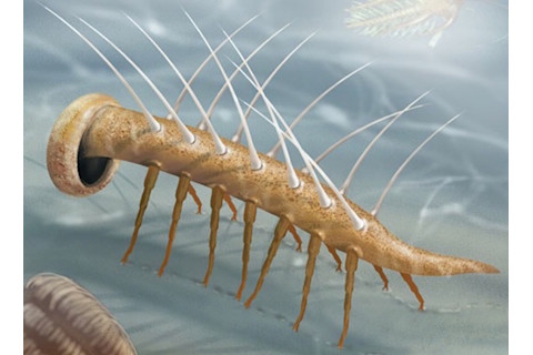 Hallucigenia - Flickr CC BY-SA