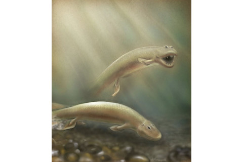 Tiktaalik - Kalliopi Monoyios/University of Chicago