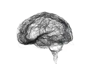 Brain illustration