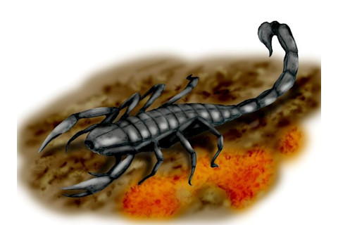 Giant Scottish Scorpion Pulmonoscorpius - CCBY