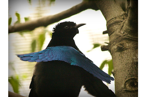 Greater superb bird-of-paradise