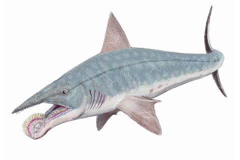 Helicoprion Spiral-Lipped Shark - Dmitry Bogdanov CC BY