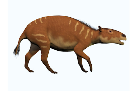 Eurohippus messelensis - Shutterstock