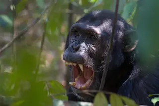 chimpanzee