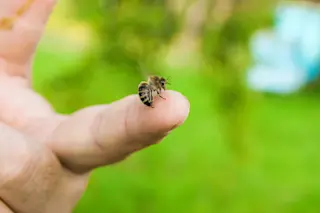 honey bee on hand 
