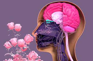 Illustration of the olfactory system