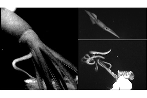Deep sea squid