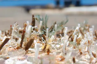 microbe-metamorphosis-1600x600