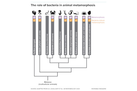 G-bacteria-stimulated-metamorphosis-alt