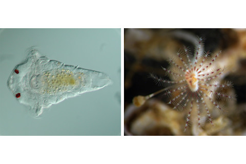 larva