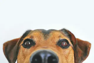 Canine Metacognition Dog Thinking - Pexels