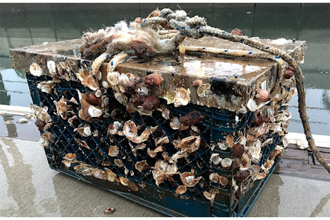 media P-biodegradable-plastics-seawater