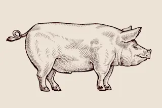 pig-guts
