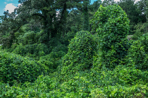 Kudzu