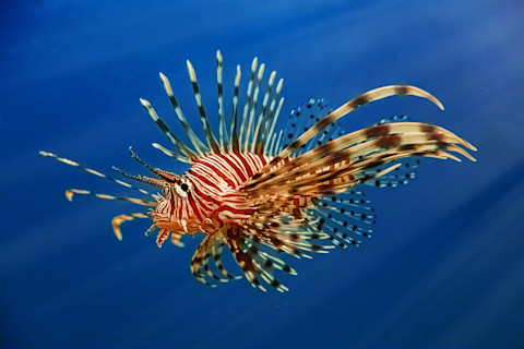 Lionfish