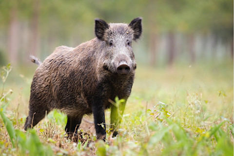 Wild boar