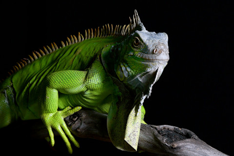 Green iguana