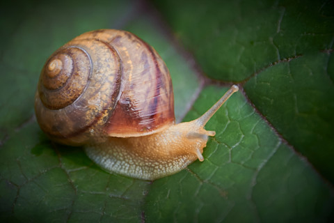 Garden snail