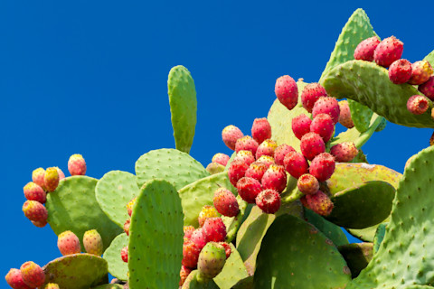 Prickly pears