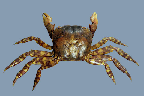 Asian shore crab