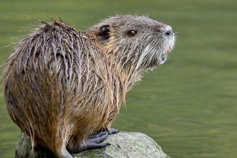 Nutria
