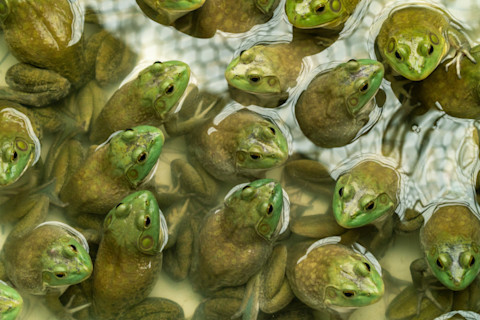 American bullfrogs