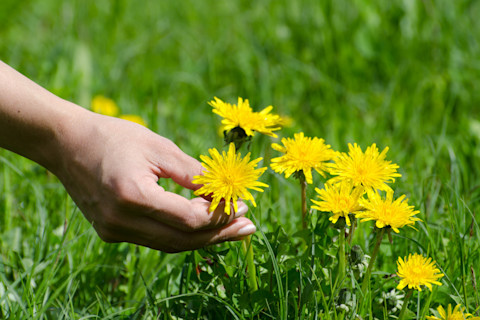 Dandelions