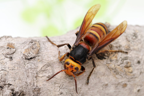 Asian giant hornet