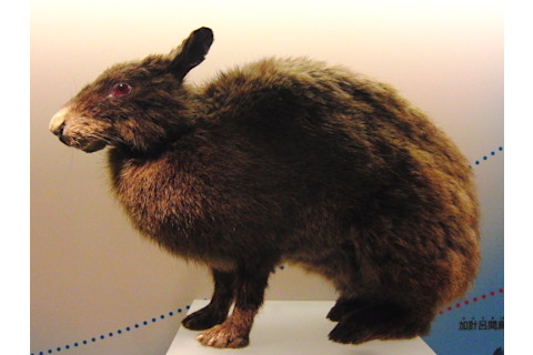 Amami rabbit Stuffed specimen