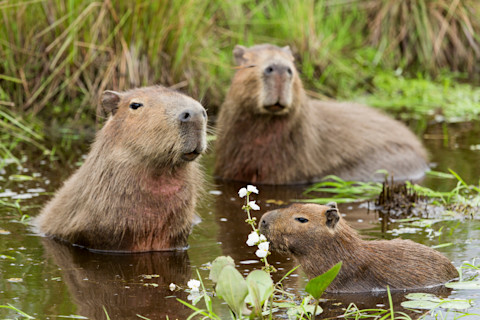 Capybara family