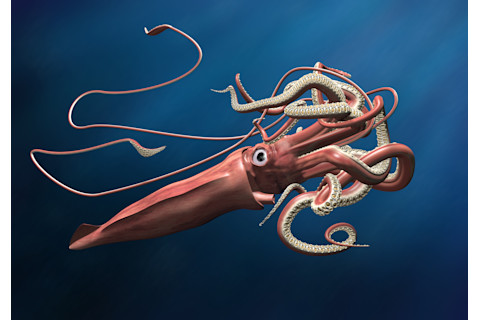 Giant Squid