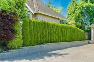 Plant barrier