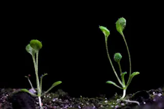 transgenic plant of Arabidopsis.