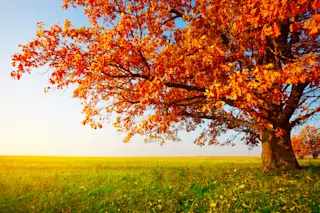 Autumn color