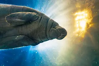 manatee in water