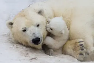 Polar bear and cub