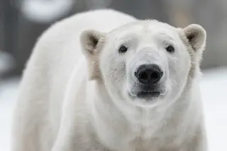 Polar Bear Week