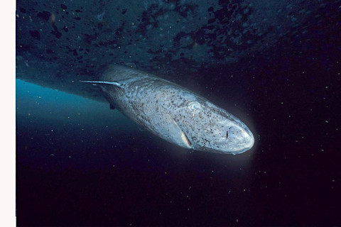 Close up image of a greenland shark taken at the floe edge of the Admiralty Inlet, Nunavut