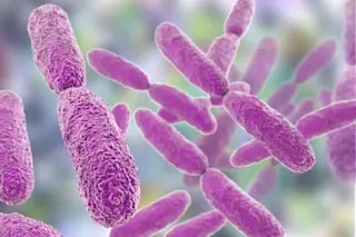 Antibiotic-resistant bacteria