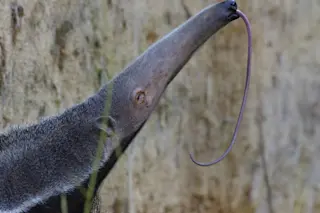 anteater open