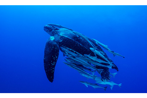 Leatherback Turtle